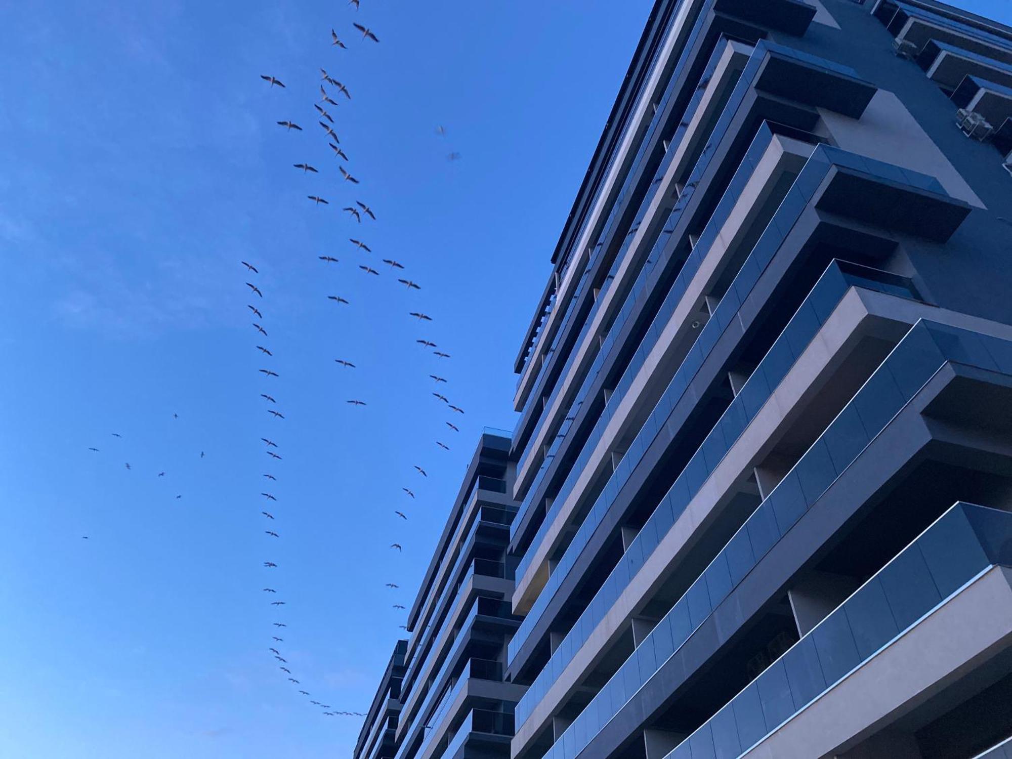 Elysse Sunrise Apartment Mamaia Dış mekan fotoğraf